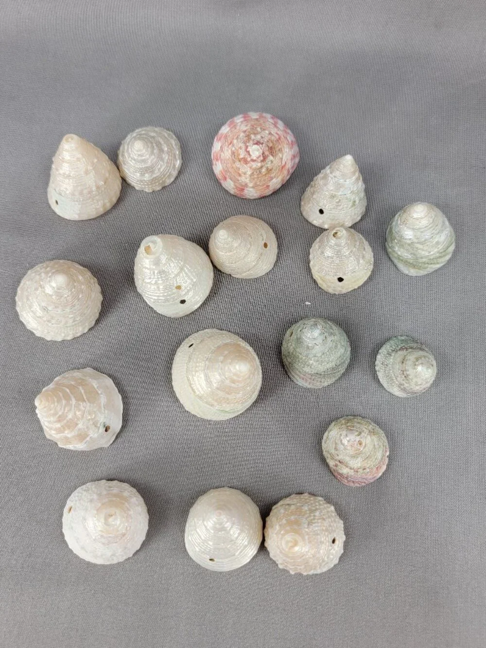 Top Trochus Shell Seashell Lot of 17 Nautical Beach Ocean Decor Crafts